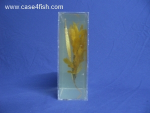 Foto Galerie/Syngnathiformes/Entelurus aequoreus/Entelurus aequoreus_06_S.jpg